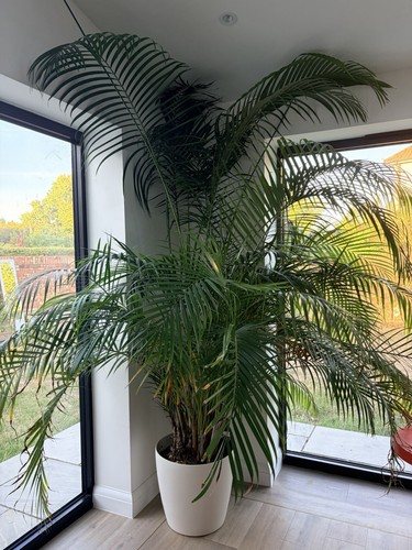 Mature very large lush areca - mature,