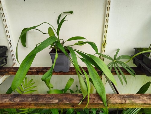 Anthurium vittariifolium 11 - anthurium,