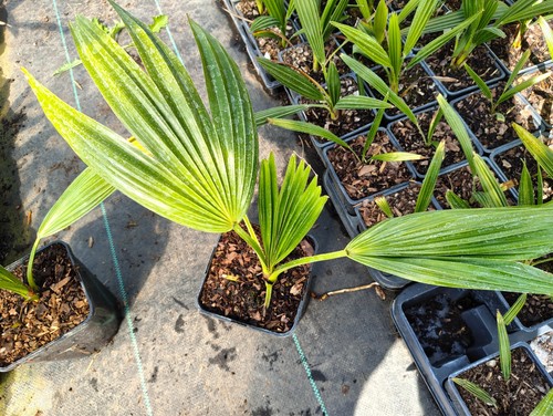 Livistona chinensis 14 cm - livistona,