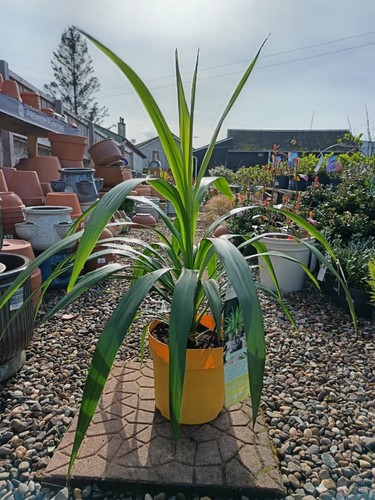 Green cordyline emerald star - cordyline,