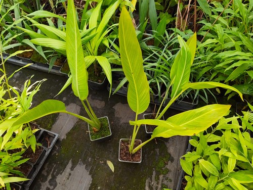 Ravenala madagascariensis 11 - ravenala,