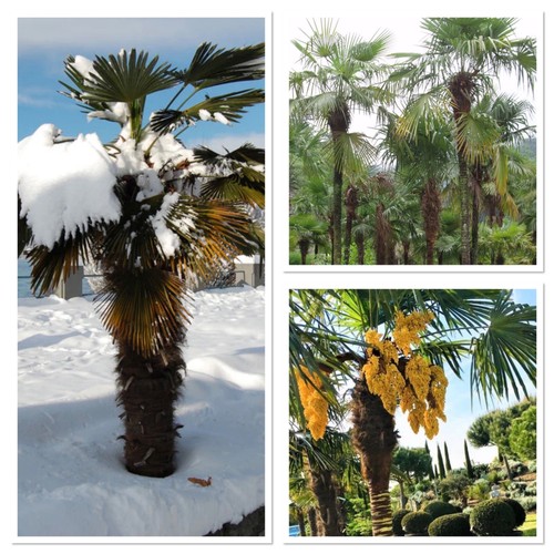 Hardy exotic palm tree
