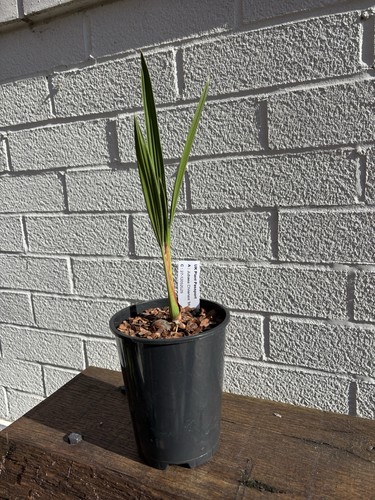 Jubaea chilensis blue 1 - jubaea,
