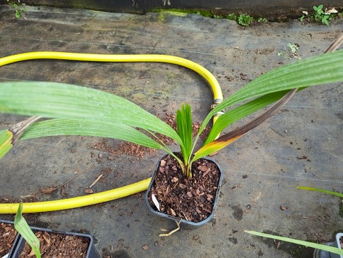 Brahea brandegeei cm pot - 14,