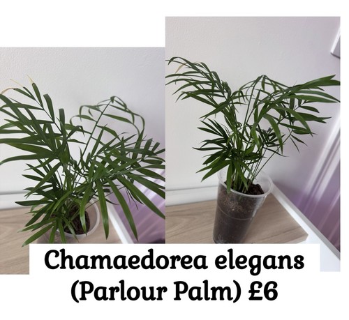 Parlour palm chamaedorea - palm,