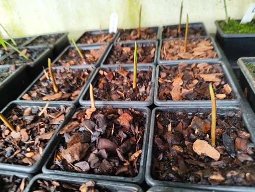 Euterpe oleracea para dwarf - oleracea, 'para
