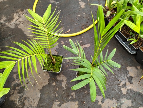 Pinanga philippinensis 14 cm - -,
