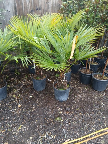 Trachycarpus fortunei fan palm - fortunei,