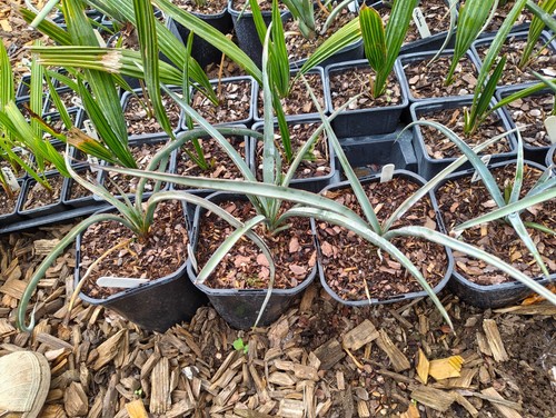 Yucca treculeana cm pot - -, 14