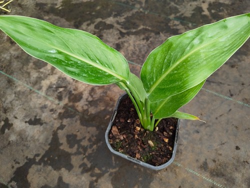 Strelitzia reginae dwarf - strelitzia,