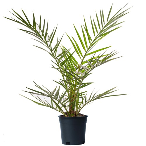 Phoenix canariensis tree rare - tree,