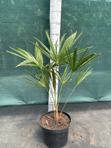 Trachycarpus nujiang aka - sp., (aka