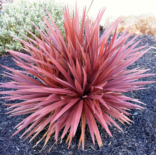 Cordyline red star - (australis),