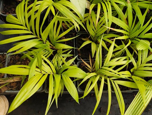 Geonoma mooreana cm - -, pot