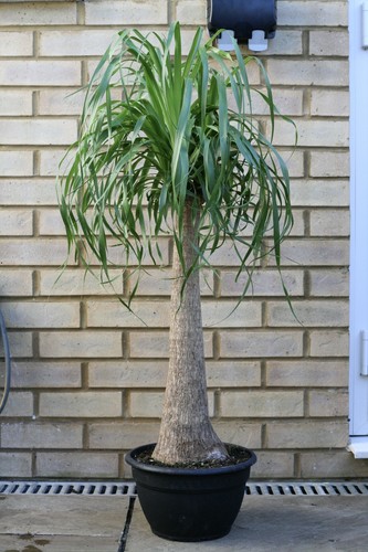 Pony tail palm house - palm, plant