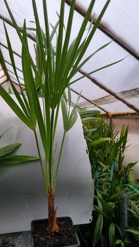 Hardy fan palm - hardy,