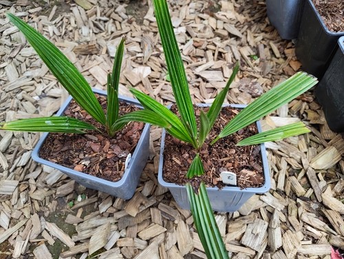 Trachycarpus takil cm pot - takil,
