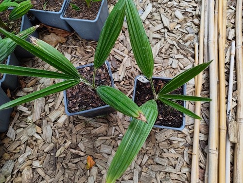 Trachycarpus martianus khasia - martianus, 'khasia