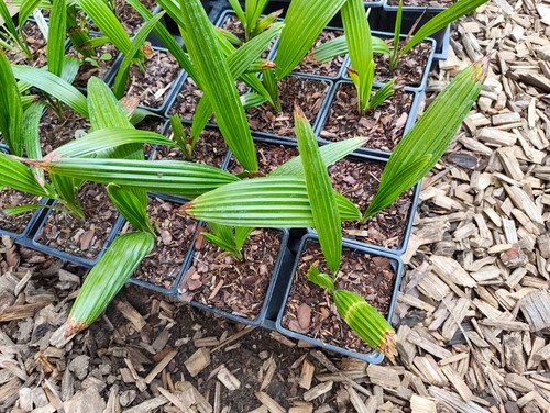 Trachycarpus latisectus
