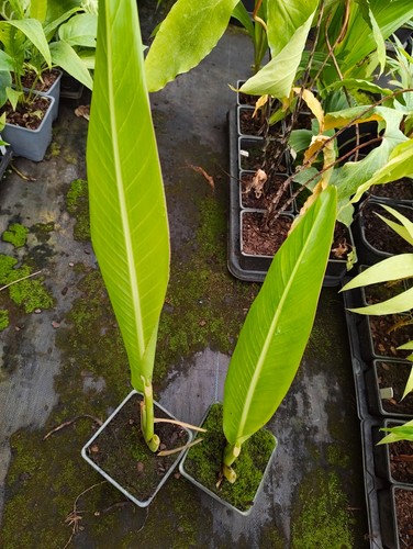 Ravenala madagascariensis 11 - madagascariensis,