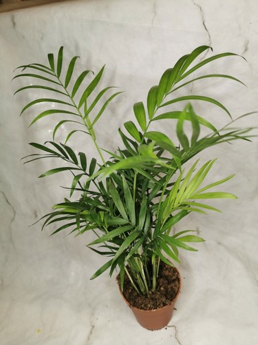 Parlour palm plants - x,