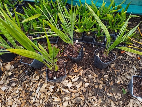 Butia odorata cm pot palm - 14,