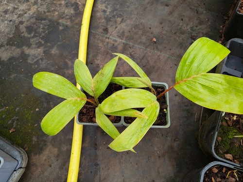 Chambeyronia macrocarpa 11 - macrocarpa,