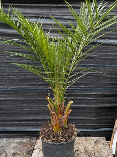 Phoenix carex palm - phoenix,