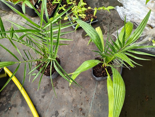 Phoenix reclinata cm pot - cm,