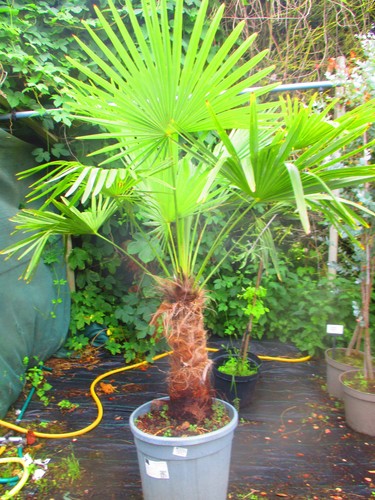 Large 5ft inc pot - large, 5.5ft