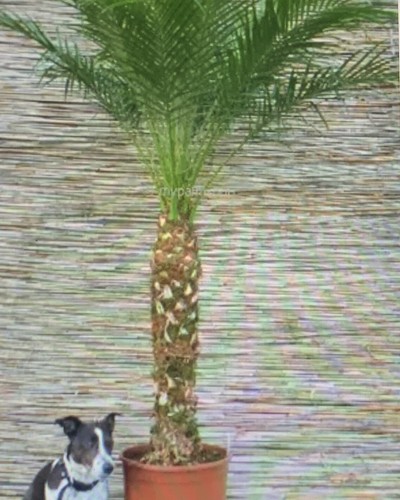 Phoenix roebelenii miniature - roebelenii,