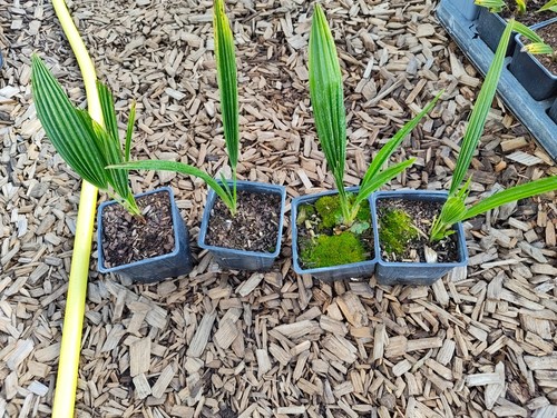 Trachycarpus ukhrulensis 11 - -,