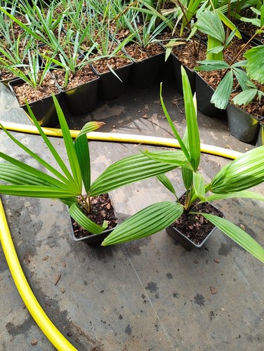 Livistona decora cm pot - decora,
