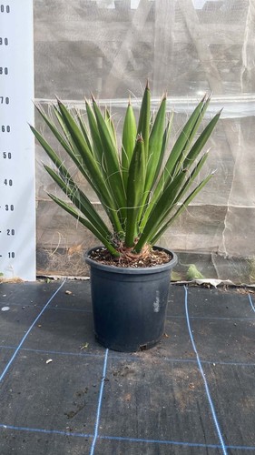 Yucca carnerosana 80cm in - carnerosana, 70-80cm