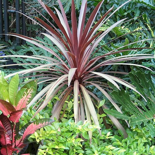 Cordyline red star - 1,