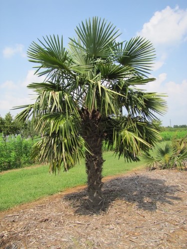 Trachycarpus fortunei palm - trachycarpus,
