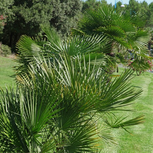 Hardy fan palm - fan, exotic