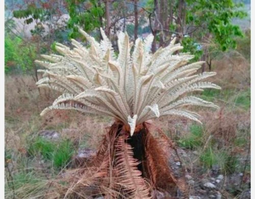 Cycas siamensis miq silver - siamensis,