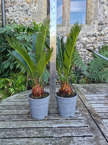 Cycas revoluta sago palm - cycas,