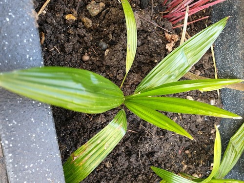 Palm tree plant trachycarpus - plant, -trachycarpus