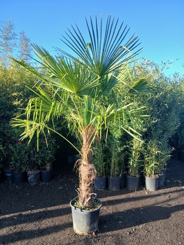 Trachycarpus fortunei fan palm - fortunei,