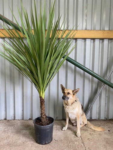 Cordyline australis green - cordyline, palm