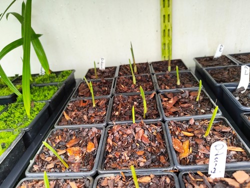Dypsis decaryi cm pot - 7,