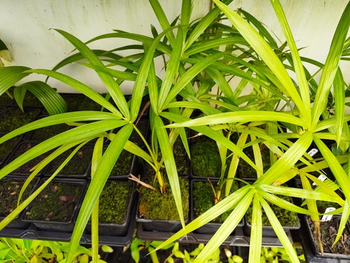 Euterpe precatoria cm pot - -, 9