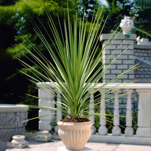 Cordyline australis atlantic - cordyline,