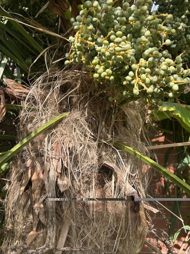 Trachycarpus wagnerianus fresh - trachycarpus,