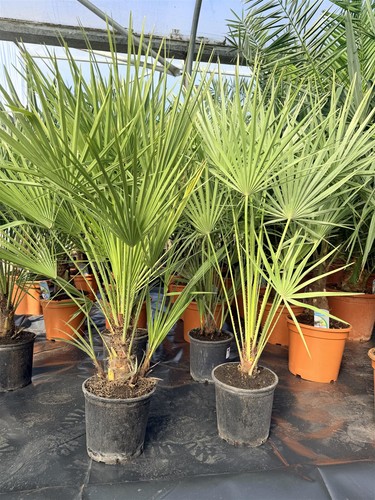 Chamaerops european fan - fan, palm