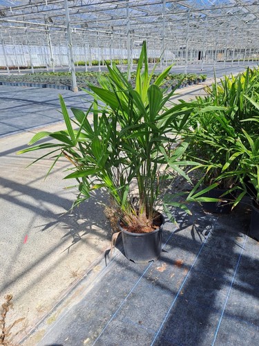 Trachycarpus fortunei multi - trachycarpus,