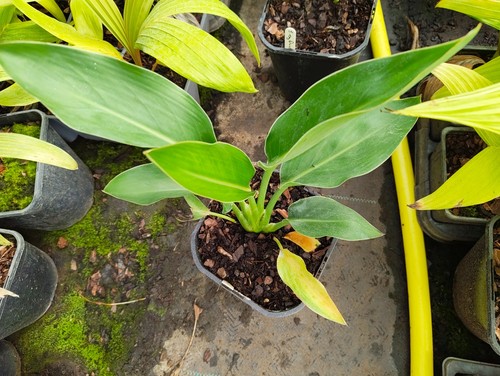 Strelitzia reginae dwarf - reginae, 'dwarf'