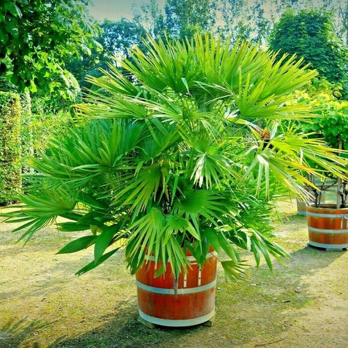 Palm tree potting - palm,